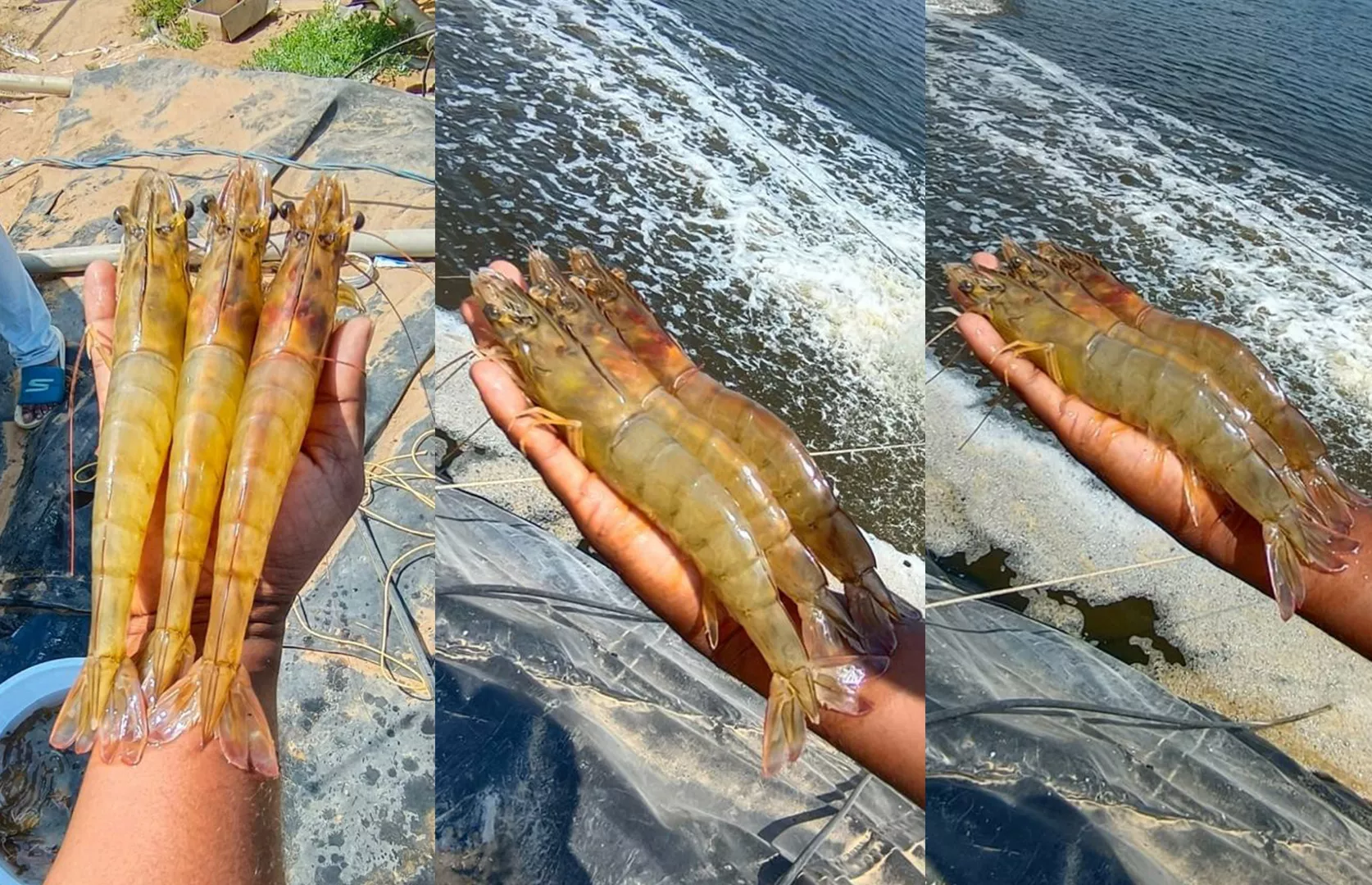 HEAVIEST WHITELEG SHRIMP HARVESTED IN AN AQUA POND