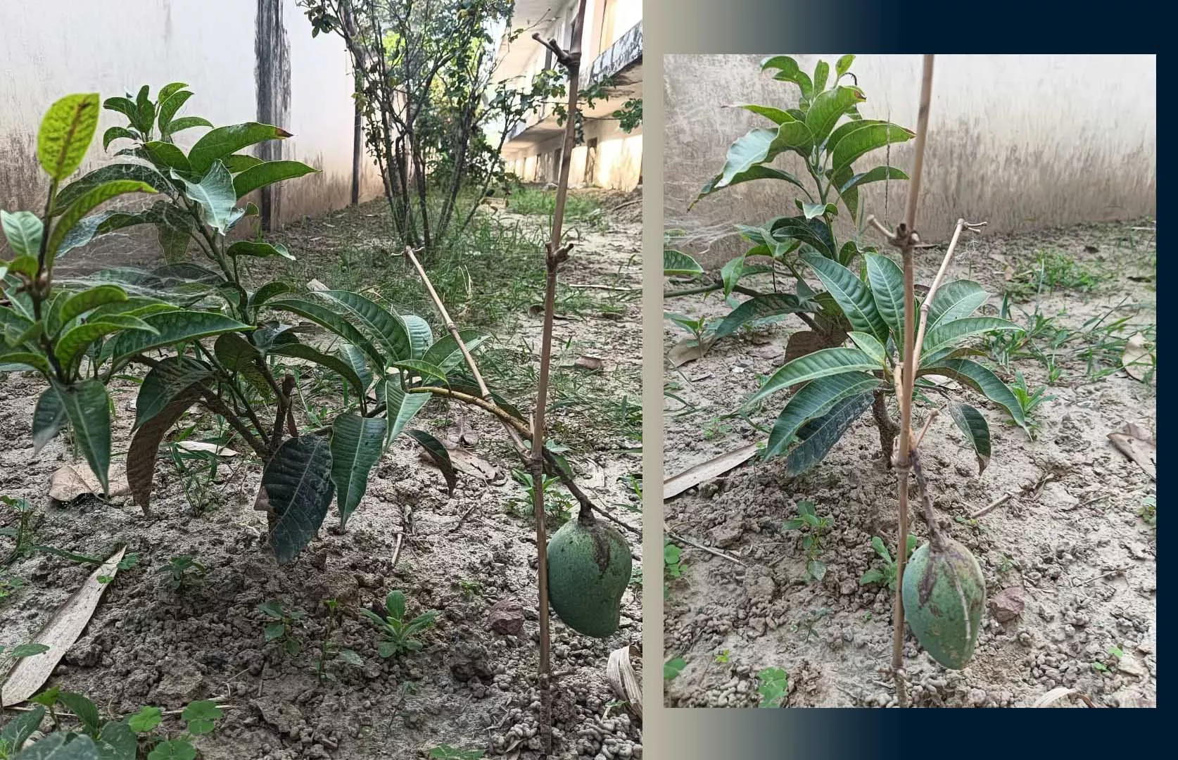 SHORTEST MANGO PLANT BEARING MANGO FRUIT IN THE MONTH OF OCTOBER