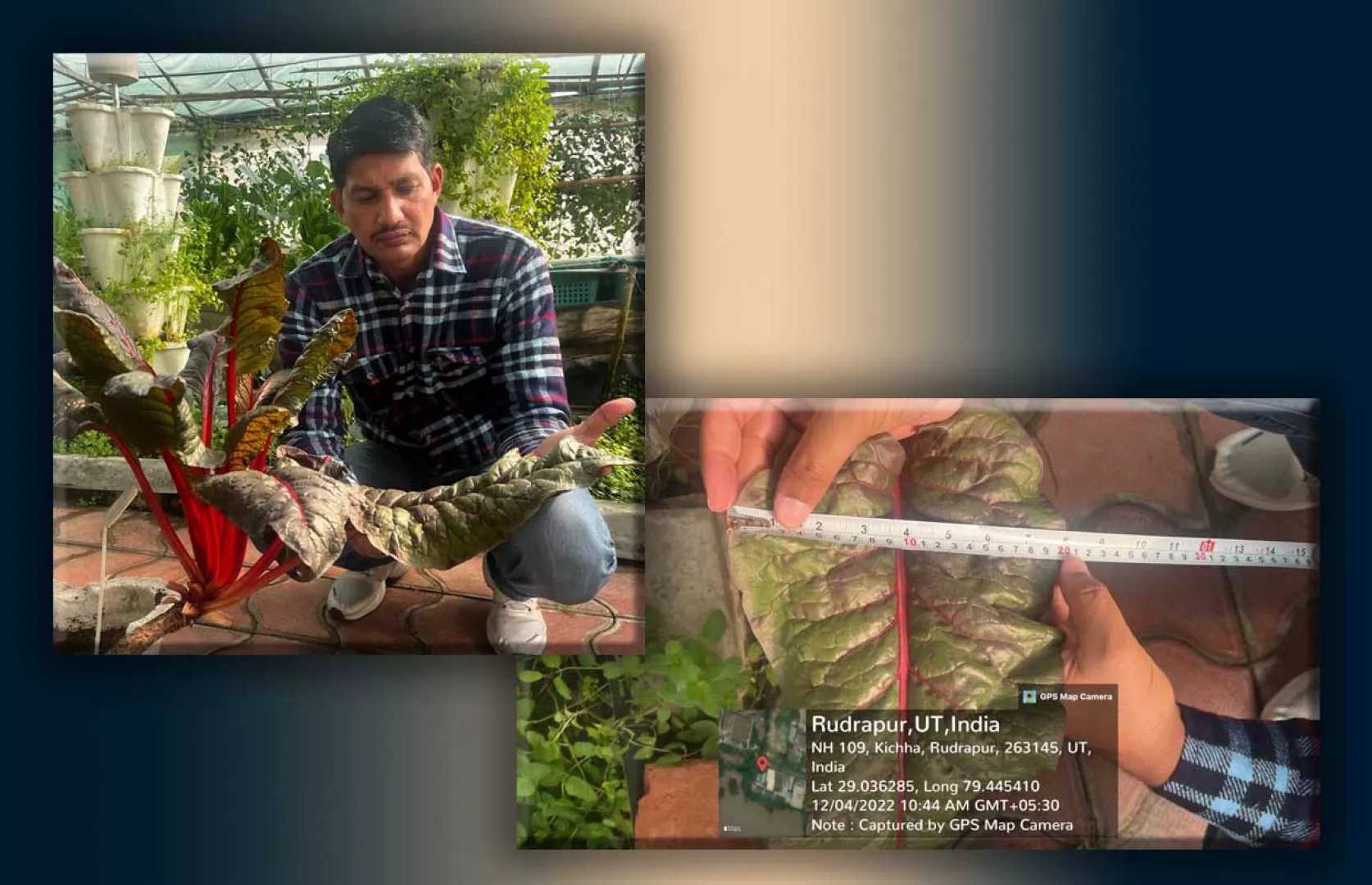 LARGEST SPANISH LEAF GROWN BY SOIL-LESS TECHNIQUE (DUO)